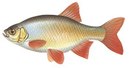 Аква-Вита - иконка «рыбалка» в Майкопе